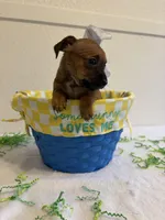 Destiny , a female Chihuahua for sale in Stockton, CA – Photo 5 of 5