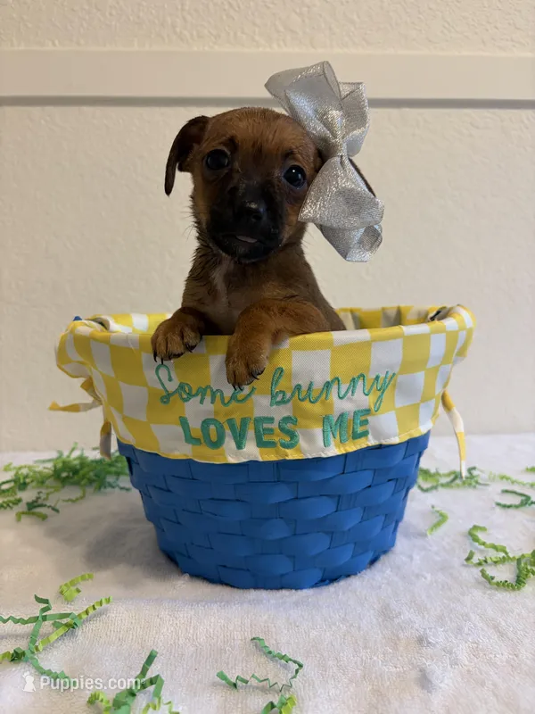 Destiny  – Chihuahua puppy for sale in Stockton, CA