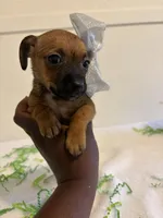 Destiny , a female Chihuahua for sale in Stockton, CA – Photo 2 of 5