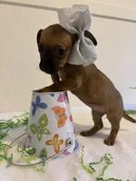 Destiny , a female Chihuahua for sale in Stockton, CA – Photo 4 of 5