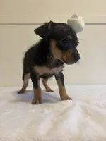 Hannah, a female Chihuahua for sale in Stockton, CA – 3 of 5