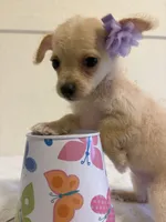 Unique, a female Chihuahua for sale in Stockton, CA – 5 of 6