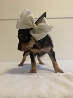 Hannah, a female Chihuahua for sale in Stockton, CA – 2 of 5