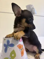Yazmine, a female Chihuahua for sale in Stockton, CA – 2 of 4