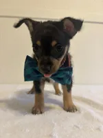 Genesis, a male Chihuahua for sale in Stockton, CA – 3 of 7