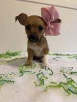 Sassy, a female Chihuahua for sale in Stockton, CA – Photo 2 of 3