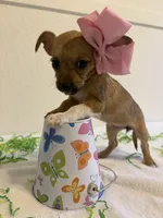 Sassy, a female Chihuahua for sale in Stockton, CA – Photo 3 of 3
