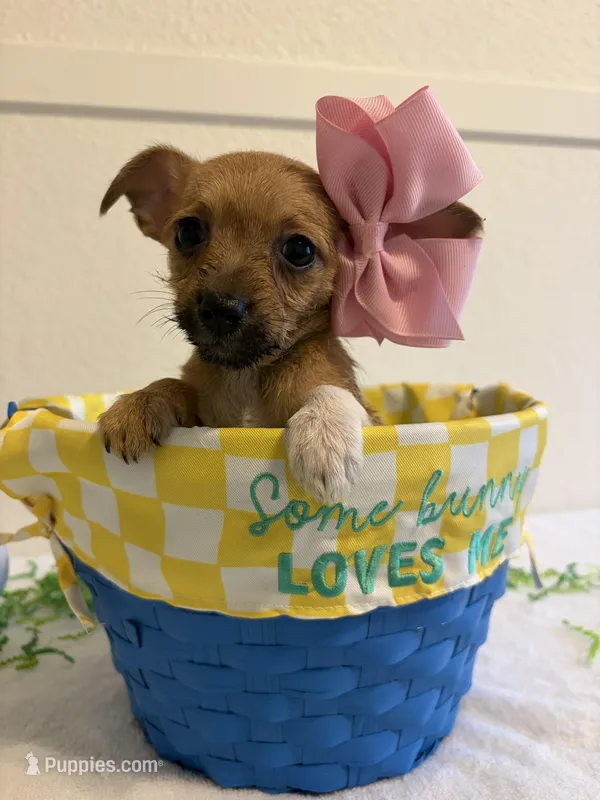 Sassy – Chihuahua puppy for sale in Stockton, CA