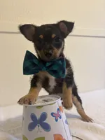 Genesis, a male Chihuahua for sale in Stockton, CA – 4 of 7