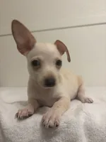 Chuck, a male Chihuahua for sale in Stockton, CA – 2 of 4