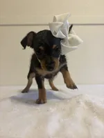 Hannah, a female Chihuahua for sale in Stockton, CA – 5 of 5