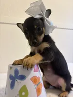 Yazmine, a female Chihuahua for sale in Stockton, CA – 4 of 4