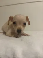 Mooney, a male Chihuahua for sale in Stockton, CA – 3 of 5