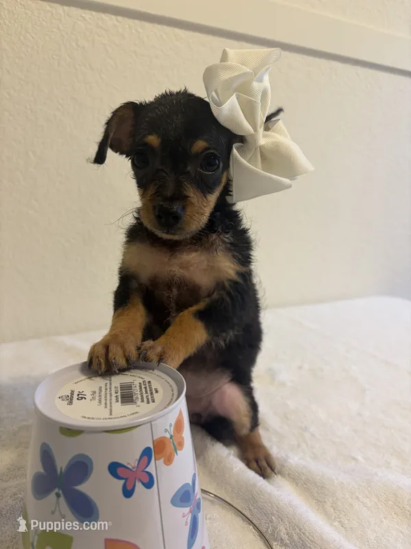 Hannah – Chihuahua puppy for sale in Stockton, CA