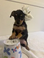 Hannah, a female Chihuahua for sale in Stockton, CA – 1 of 5