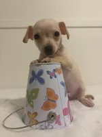 Mooney, a male Chihuahua for sale in Stockton, CA – 4 of 5