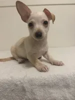 Chuck, a male Chihuahua for sale in Stockton, CA – 3 of 4