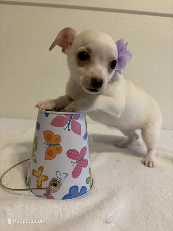 Cutie, a female Chihuahua for sale in Stockton, CA – 1 of 9