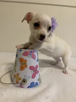 Cutie, a female Chihuahua for sale in Stockton, CA – 1 of 9