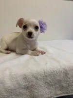 Cutie, a female Chihuahua for sale in Stockton, CA – 4 of 9