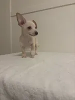 Chuck, a male Chihuahua for sale in Stockton, CA – 4 of 4
