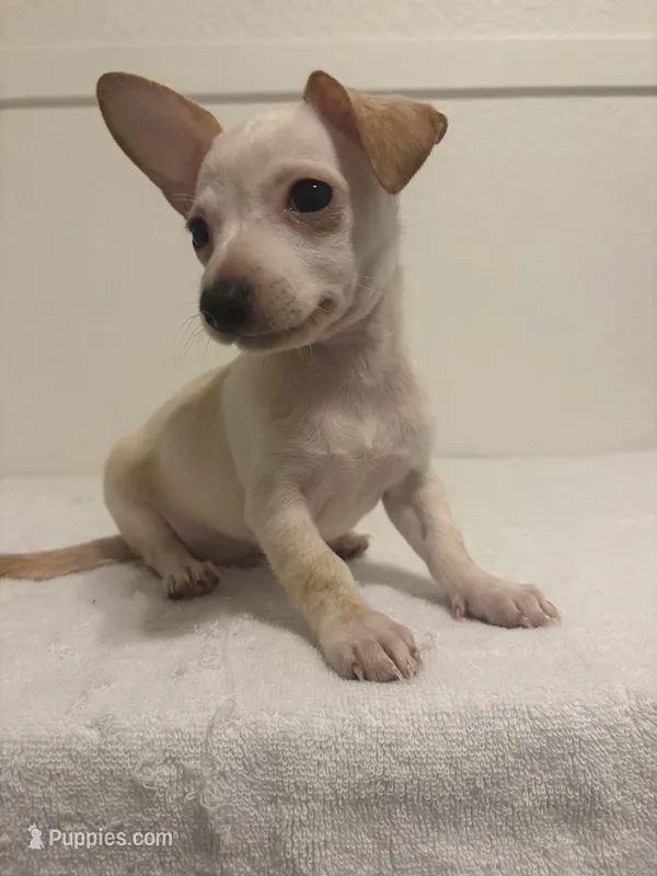 Chuck – Chihuahua puppy for sale in Stockton, CA