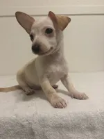 Chuck, a male Chihuahua for sale in Stockton, CA – 1 of 4
