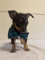 Genesis, a male Chihuahua for sale in Stockton, CA – 2 of 7