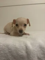 Mooney, a male Chihuahua for sale in Stockton, CA – 5 of 5