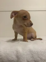 Markus, a male Chihuahua for sale in Stockton, CA – 3 of 5