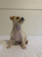 Unique, a female Chihuahua for sale in Stockton, CA – 4 of 6