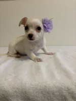 Cutie, a female Chihuahua for sale in Stockton, CA – 2 of 9