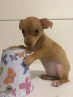 Markus, a male Chihuahua for sale in Stockton, CA – 2 of 5
