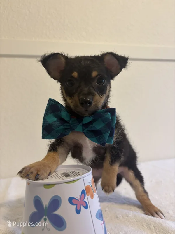 Genesis – Chihuahua puppy for sale in Stockton, CA