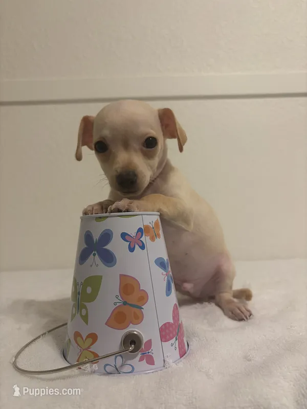 Mooney – Chihuahua puppy for sale in Stockton, CA