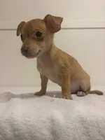 Markus, a male Chihuahua for sale in Stockton, CA – 4 of 5