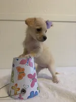 Unique, a female Chihuahua for sale in Stockton, CA – 2 of 6