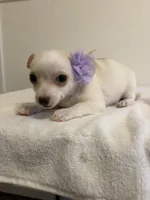 Cutie, a female Chihuahua for sale in Stockton, CA – 7 of 9