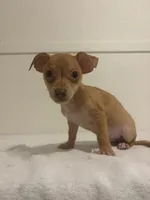 Markus, a male Chihuahua for sale in Stockton, CA – 5 of 5