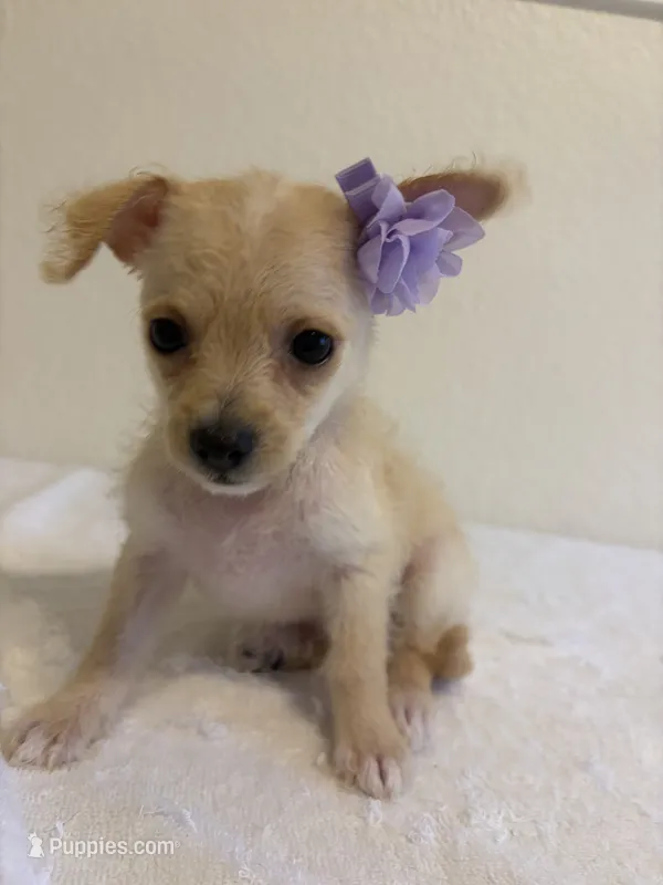 Unique – Chihuahua puppy for sale in Stockton, CA