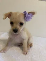 Unique, a female Chihuahua for sale in Stockton, CA – 1 of 6