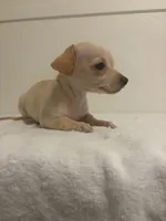 Mooney, a male Chihuahua for sale in Stockton, CA – 2 of 5