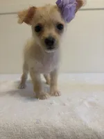 Unique, a female Chihuahua for sale in Stockton, CA – 3 of 6