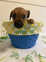 Kingston , a male Chihuahua for sale in Stockton, CA – Photo 3 of 4