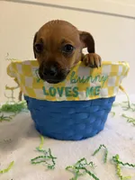 Kingston , a male Chihuahua for sale in Stockton, CA – Photo 2 of 4