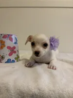 Cutie, a female Chihuahua for sale in Stockton, CA – 3 of 9