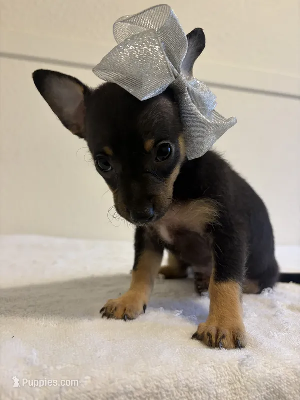 Yazmine – Chihuahua puppy for sale in Stockton, CA