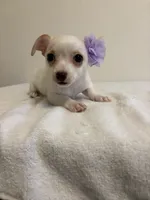 Cutie, a female Chihuahua for sale in Stockton, CA – 5 of 9