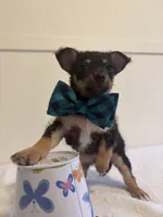 Genesis, a male Chihuahua for sale in Stockton, CA – 5 of 7