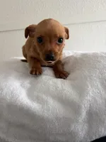 Milo, a male Chihuahua for sale in Stockton, CA – Photo 4 of 5